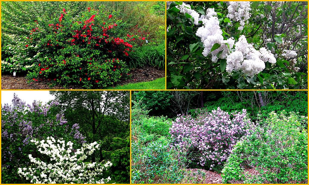 Cornell Arboretum